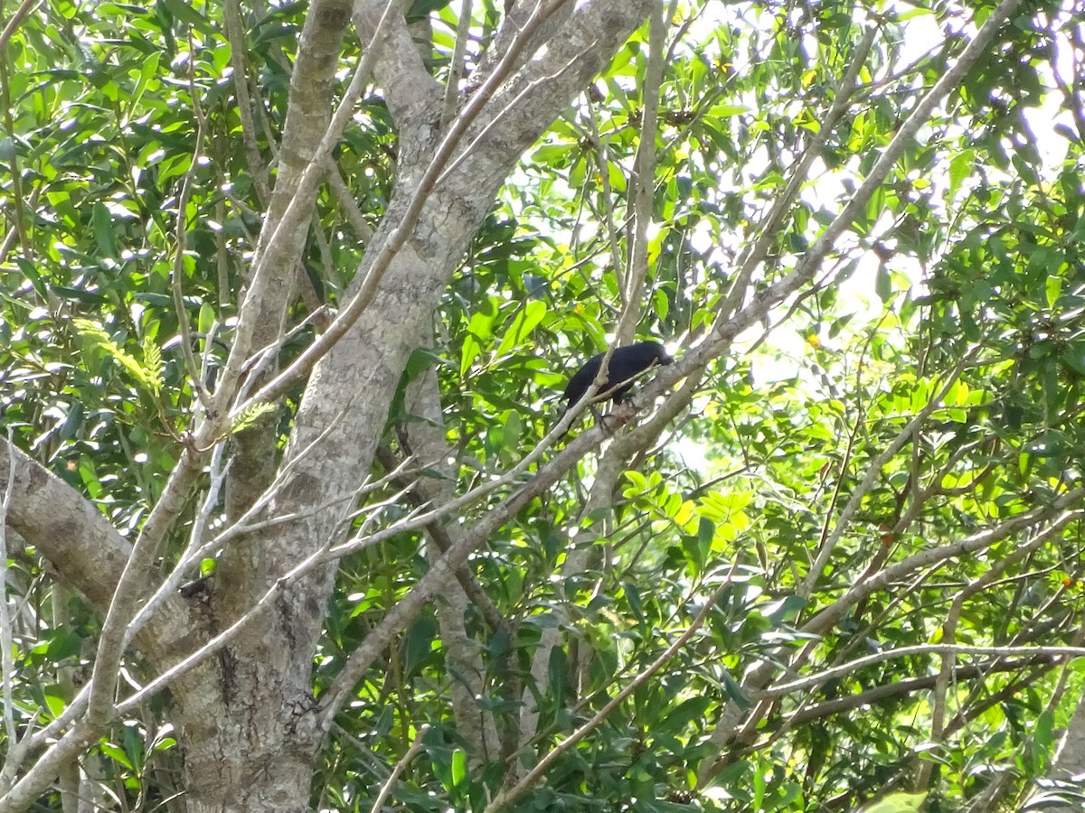 blackbird sp. - ML647588095