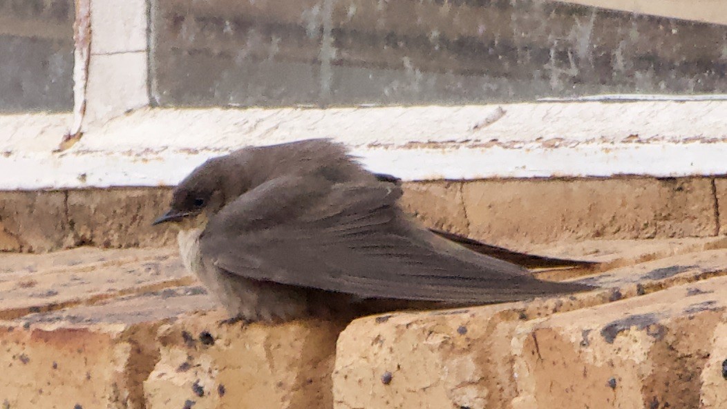 Southern Martin - ML647588097