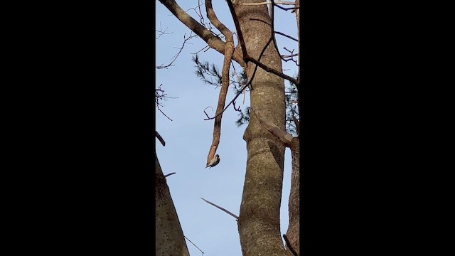 Волосатый дятел - ML647588107