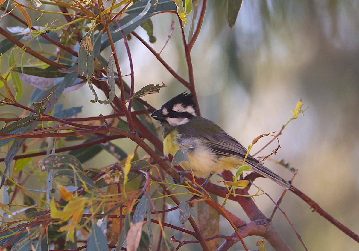Eastern Shrike-tit - ML647588110