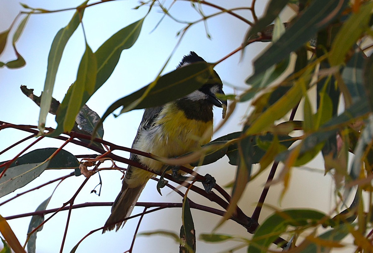 Eastern Shrike-tit - ML647588130