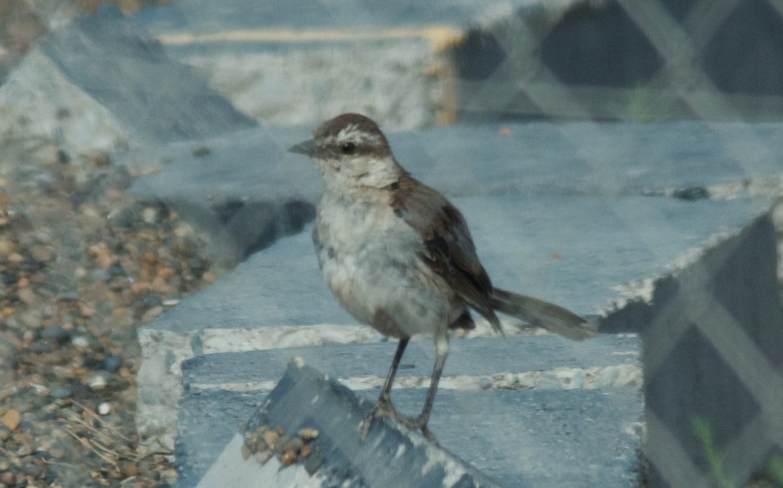 Chalk-browed Mockingbird - ML647588132