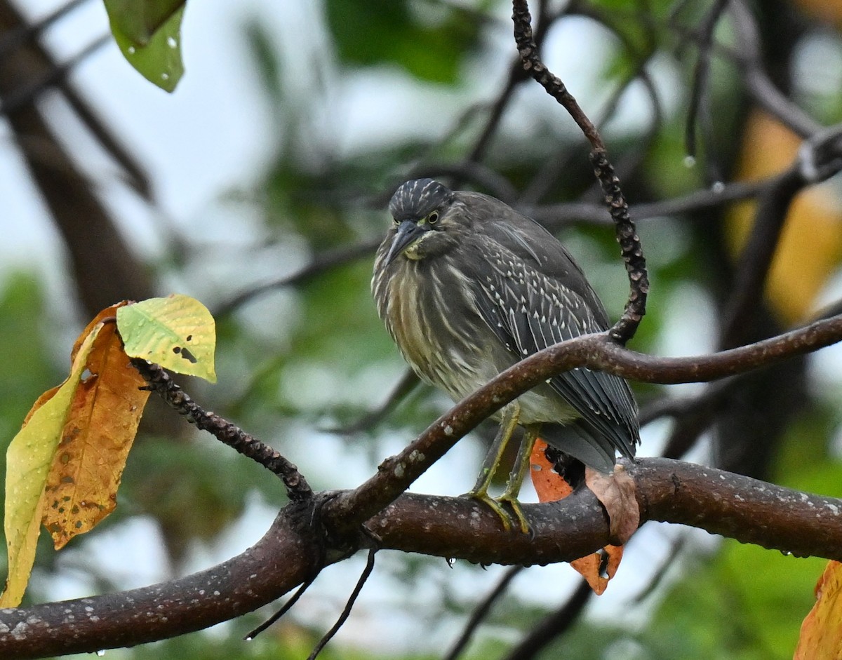Little Heron - ML647588134