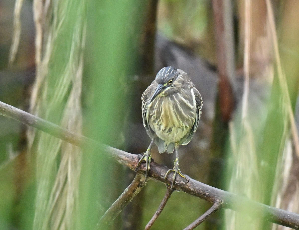 Little Heron - ML647588135