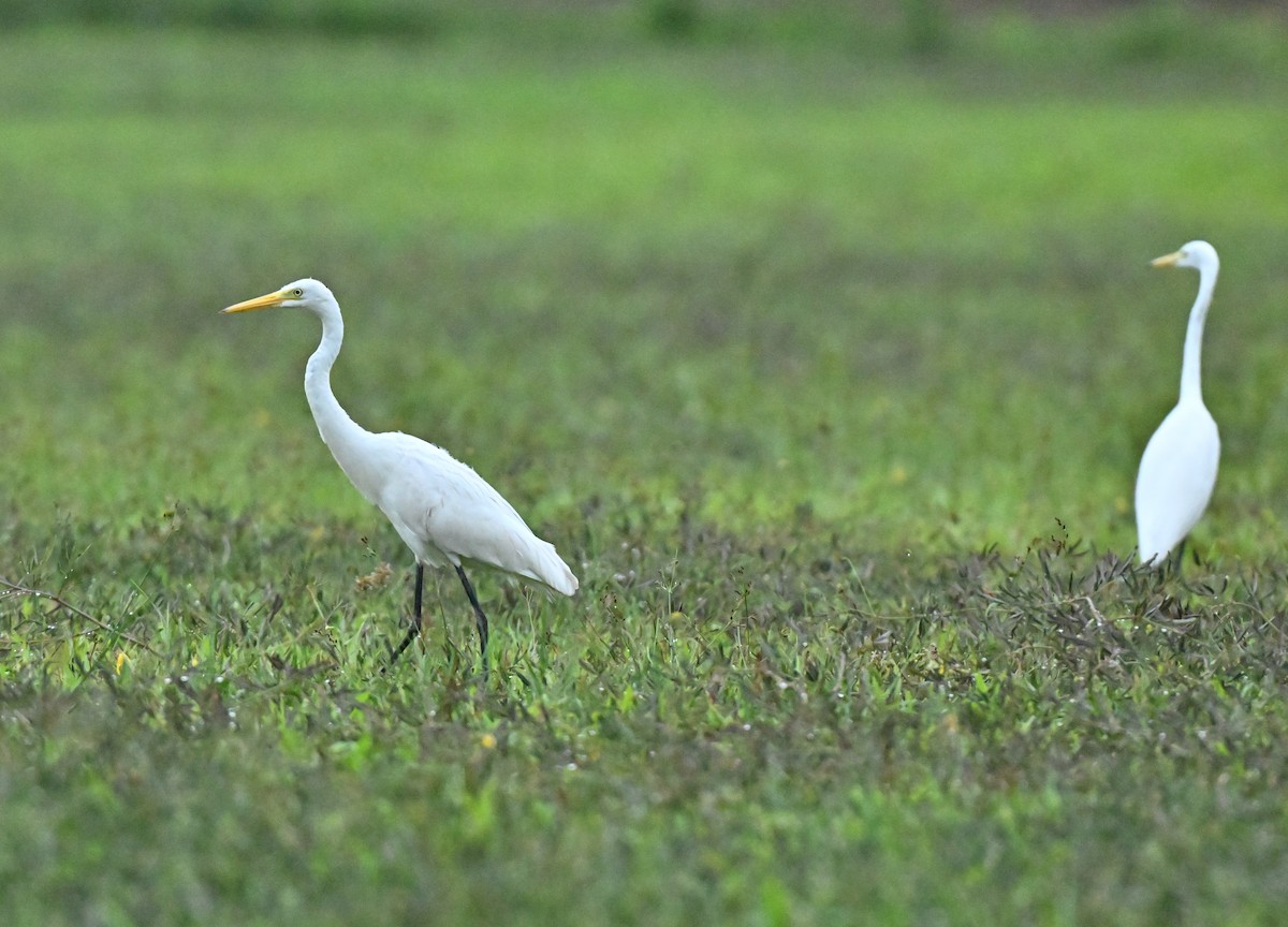 Great Egret - ML647588144