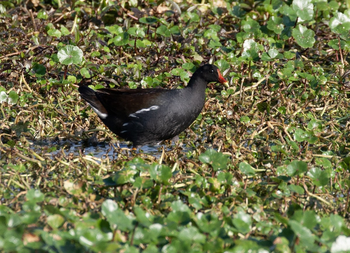 slípka americká - ML647588145