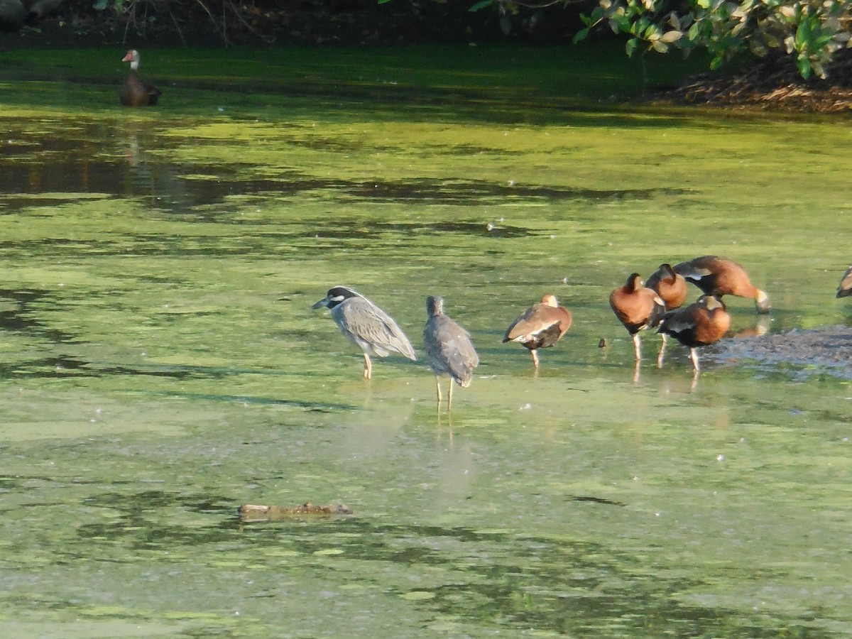 Yellow-crowned Night Heron - ML647588161