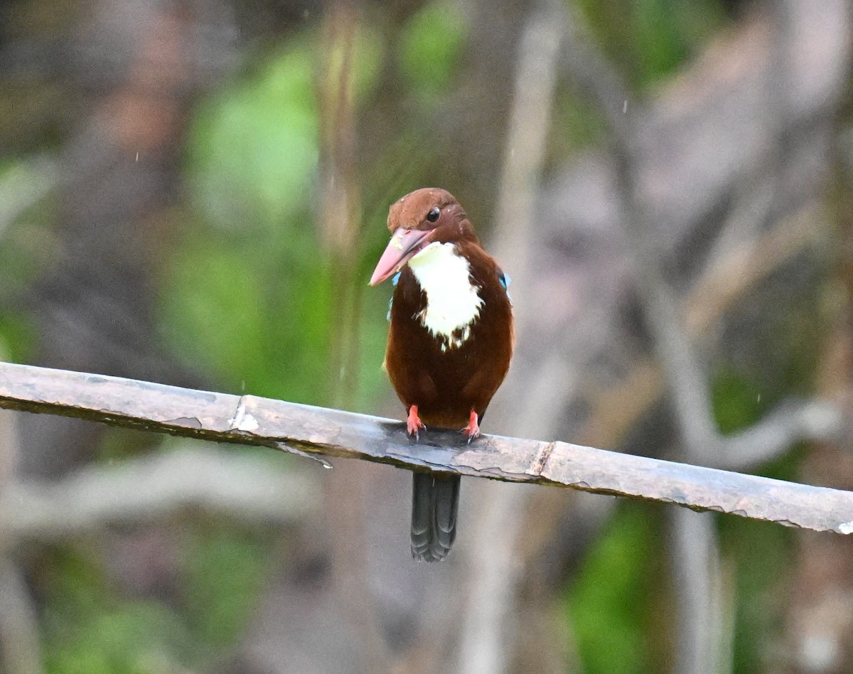 White-throated Kingfisher - ML647588164