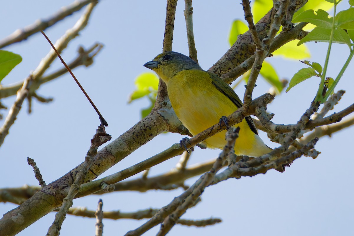 West Mexican Euphonia - ML647588166