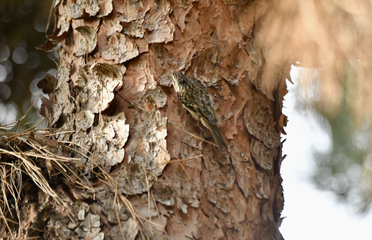 Brown Creeper - ML647588167