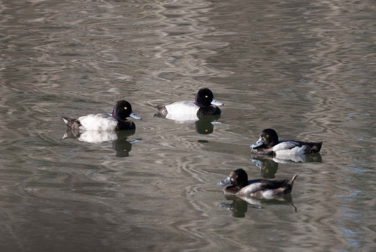 Lesser Scaup - ML647588168
