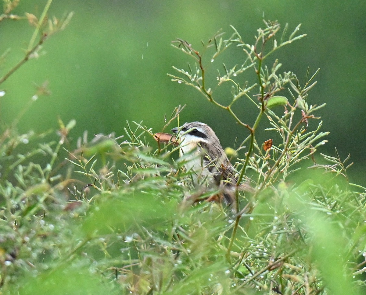 Brown Shrike - ML647588169