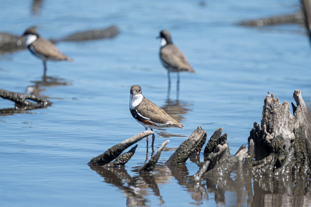 Red-kneed Dotterel - ML647588172