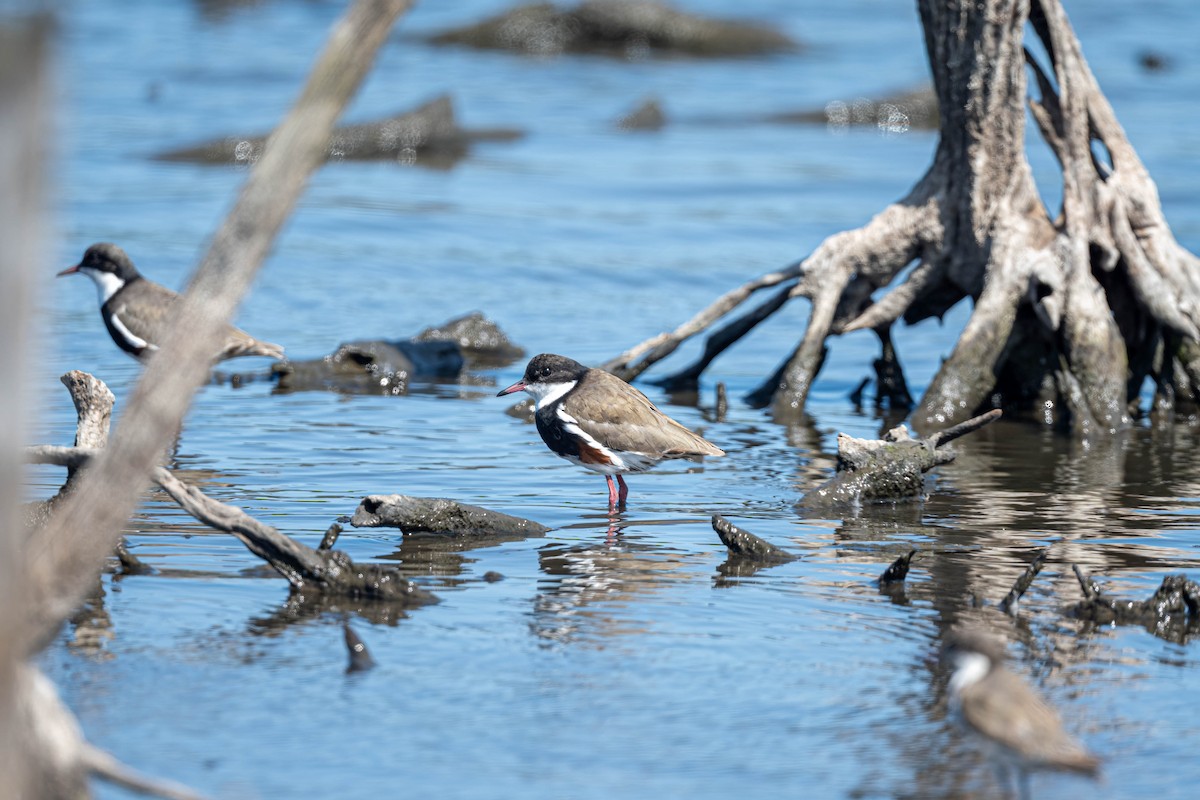 Red-kneed Dotterel - ML647588173