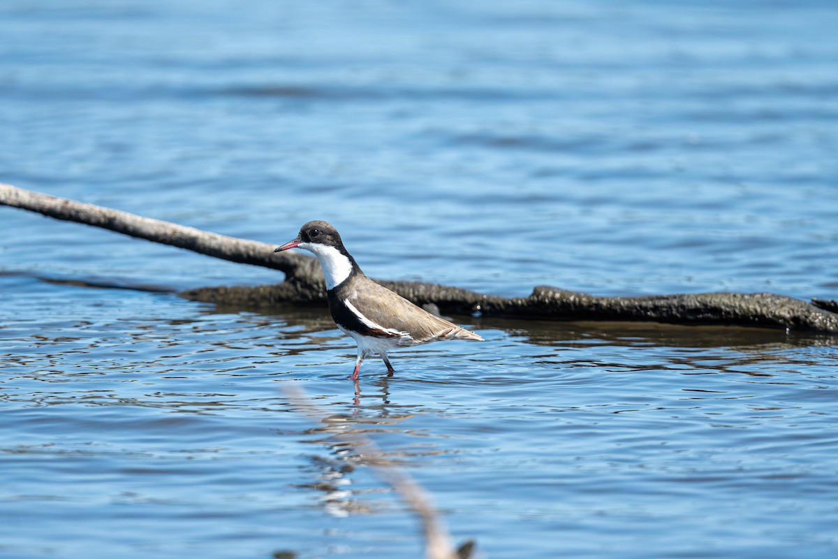 Red-kneed Dotterel - ML647588189