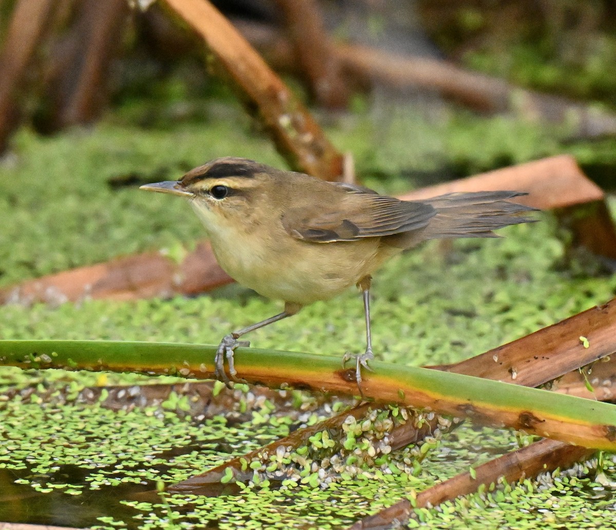 Black-browed Reed Warbler - ML647588193