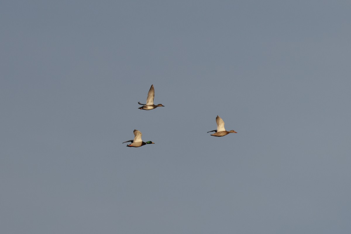 Mallard - ML647588206