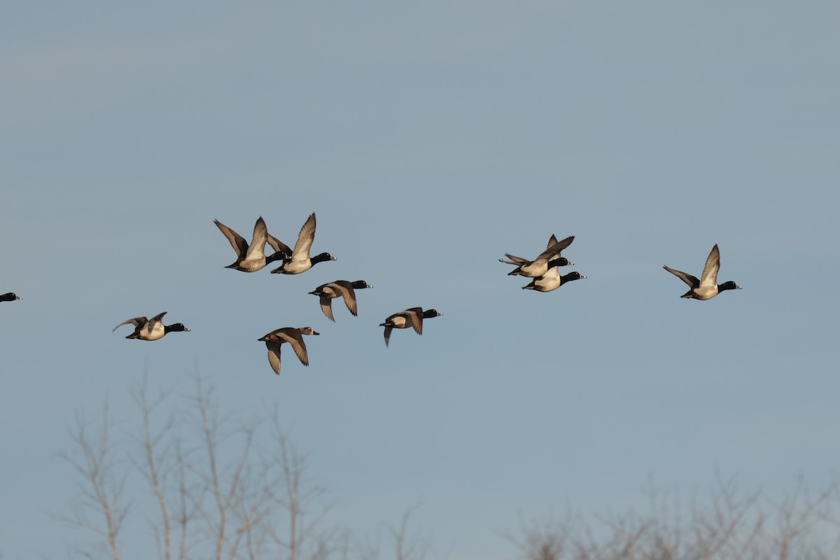 Ring-necked Duck - ML647588209