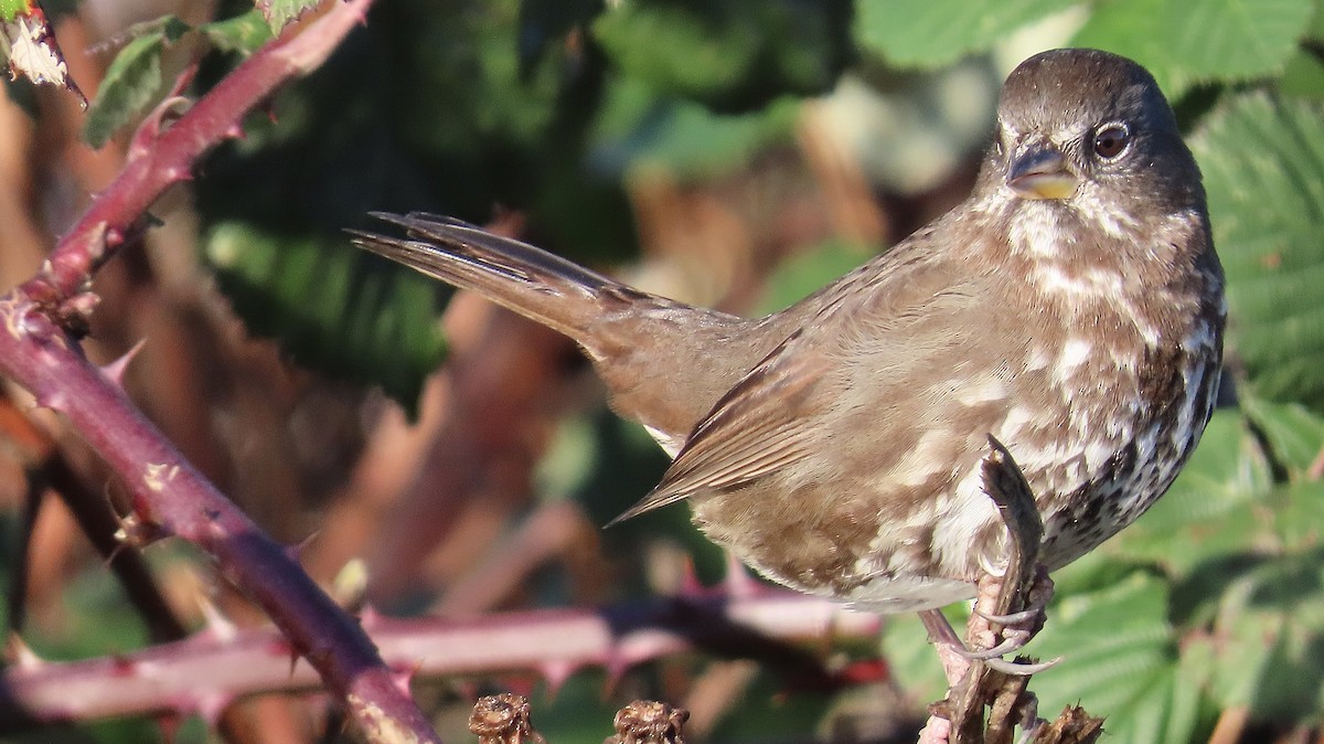 strnadec kaštanový - ML647588211