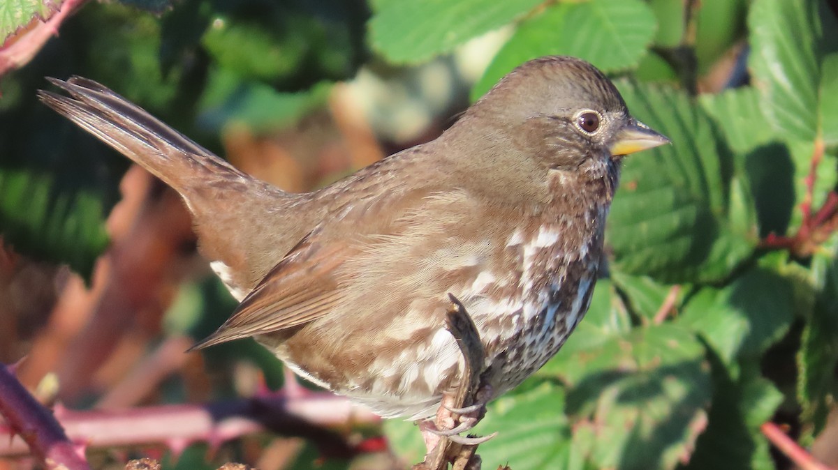 strnadec kaštanový - ML647588212