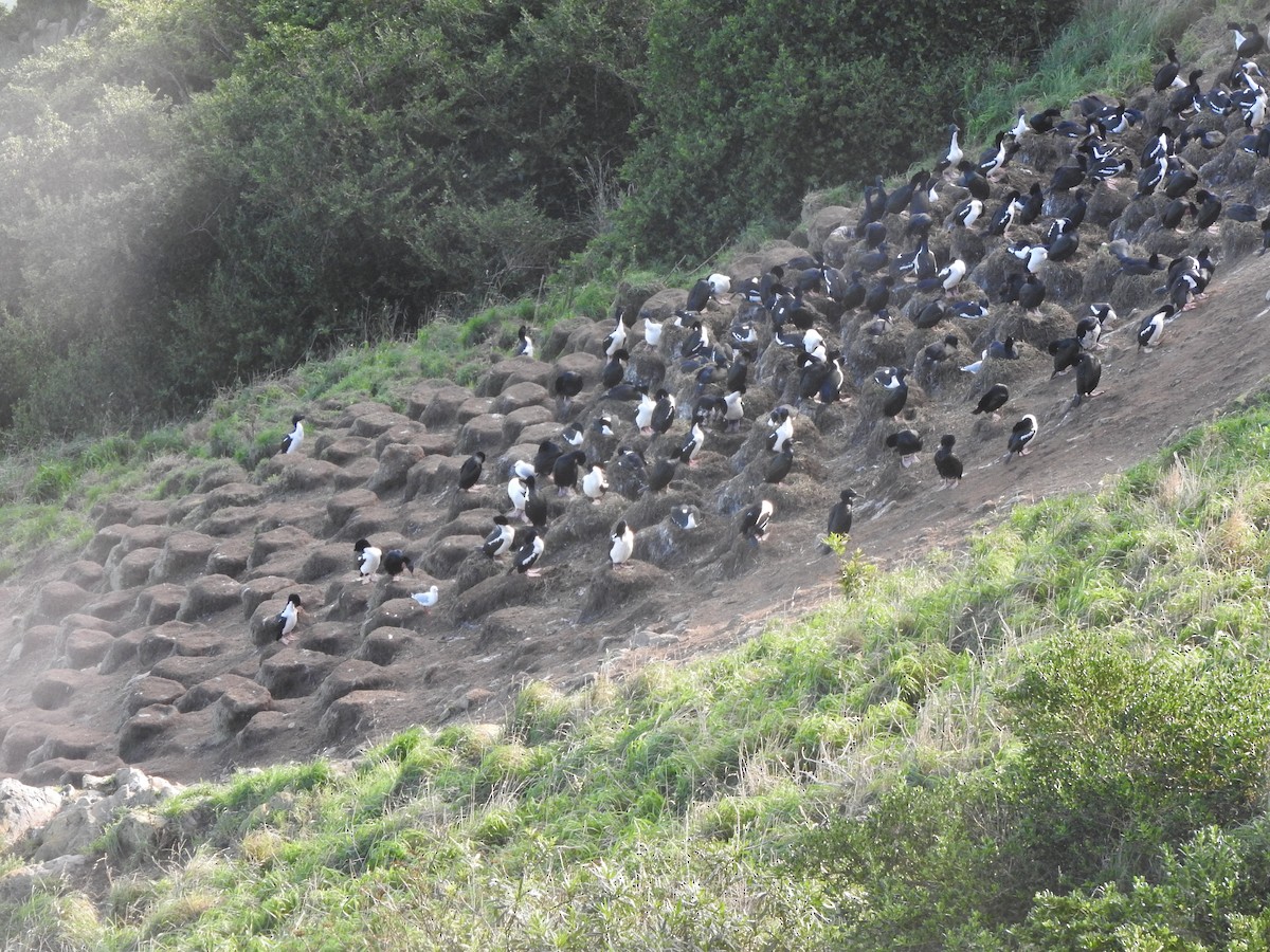 Баклан бронзовий - ML647588216