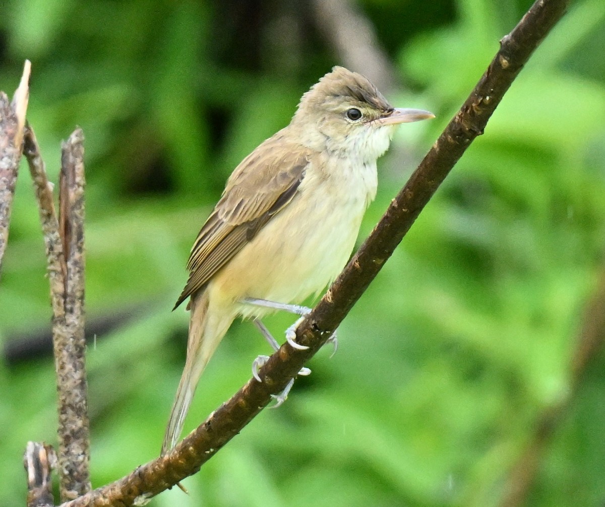Oriental Reed Warbler - ML647588217