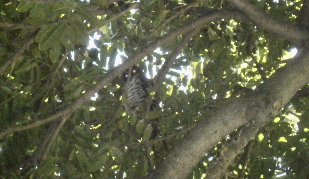 Powerful Owl - ML647588230