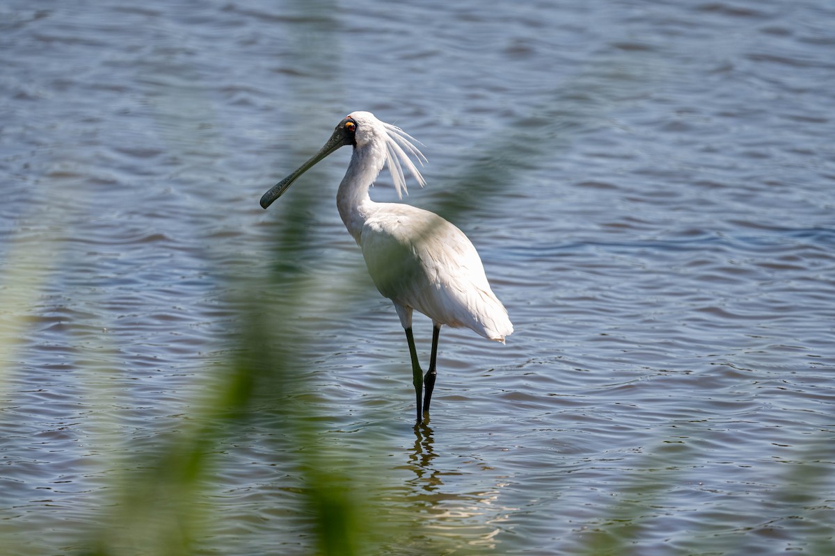 Косар королівський - ML647588246