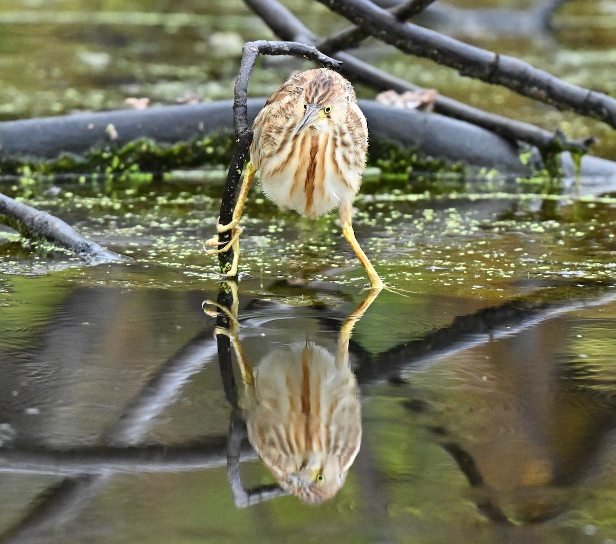 Yellow Bittern - ML647588250