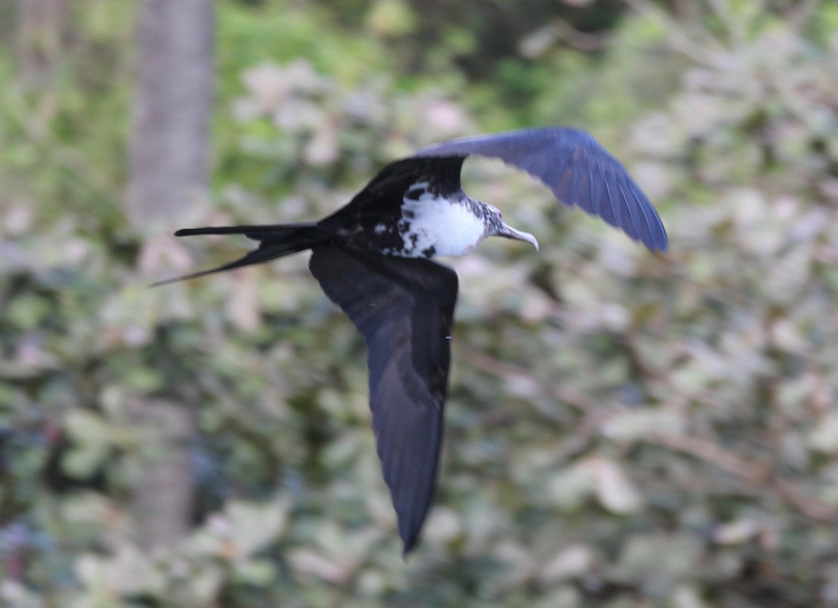 פריגט גדול - ML647588274