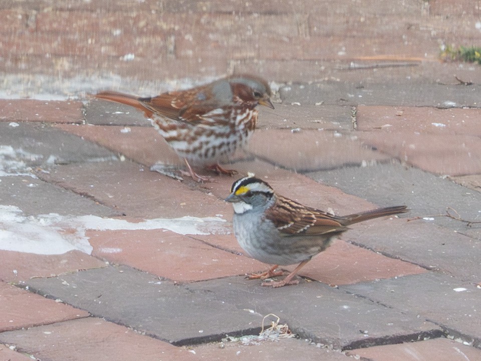 strnadec kaštanový - ML647588292