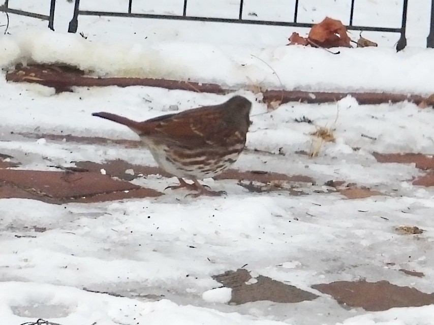 strnadec kaštanový - ML647588293