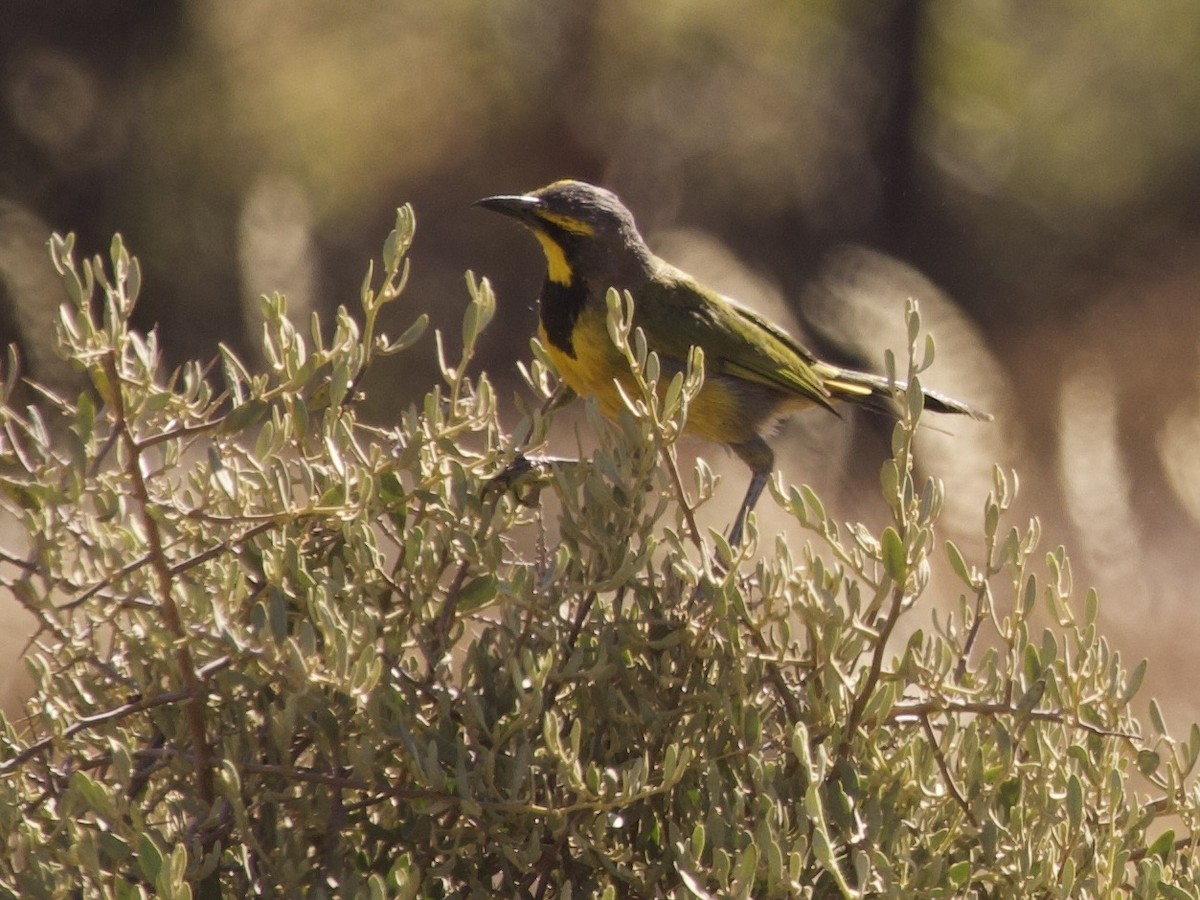 Bokmakierie - ML647588308