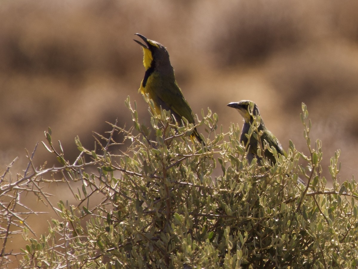 Bokmakierie - ML647588309