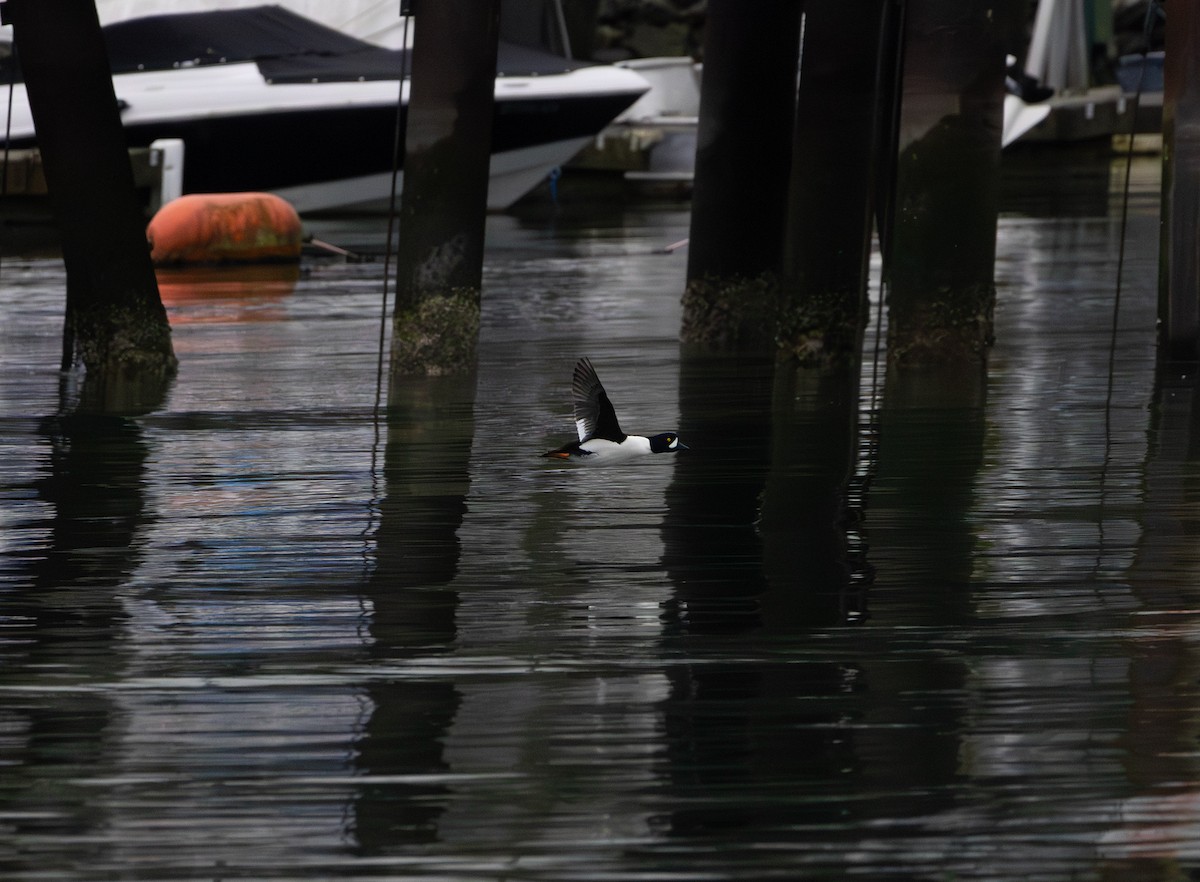 Barrow's Goldeneye - ML647588330