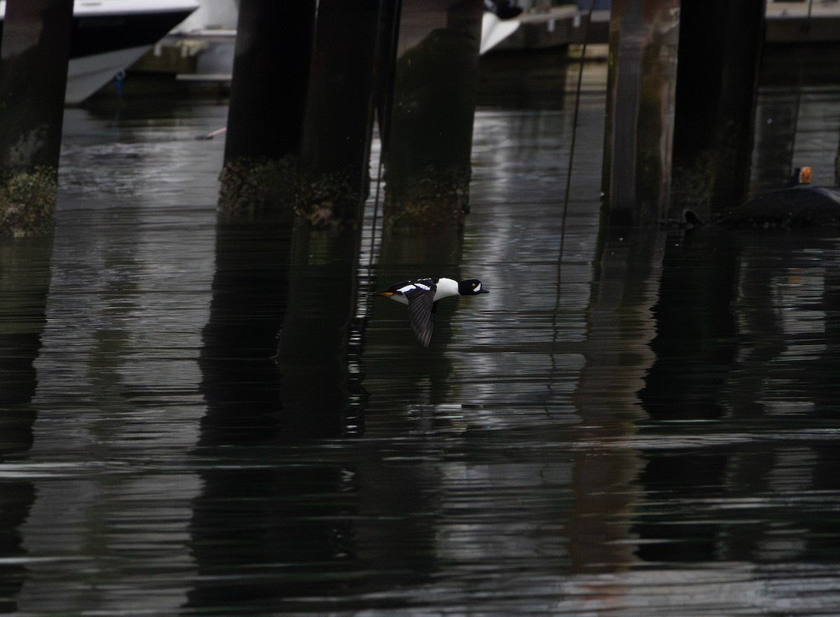 Barrow's Goldeneye - ML647588331
