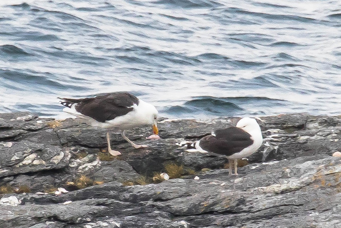 racek mořský - ML647588337