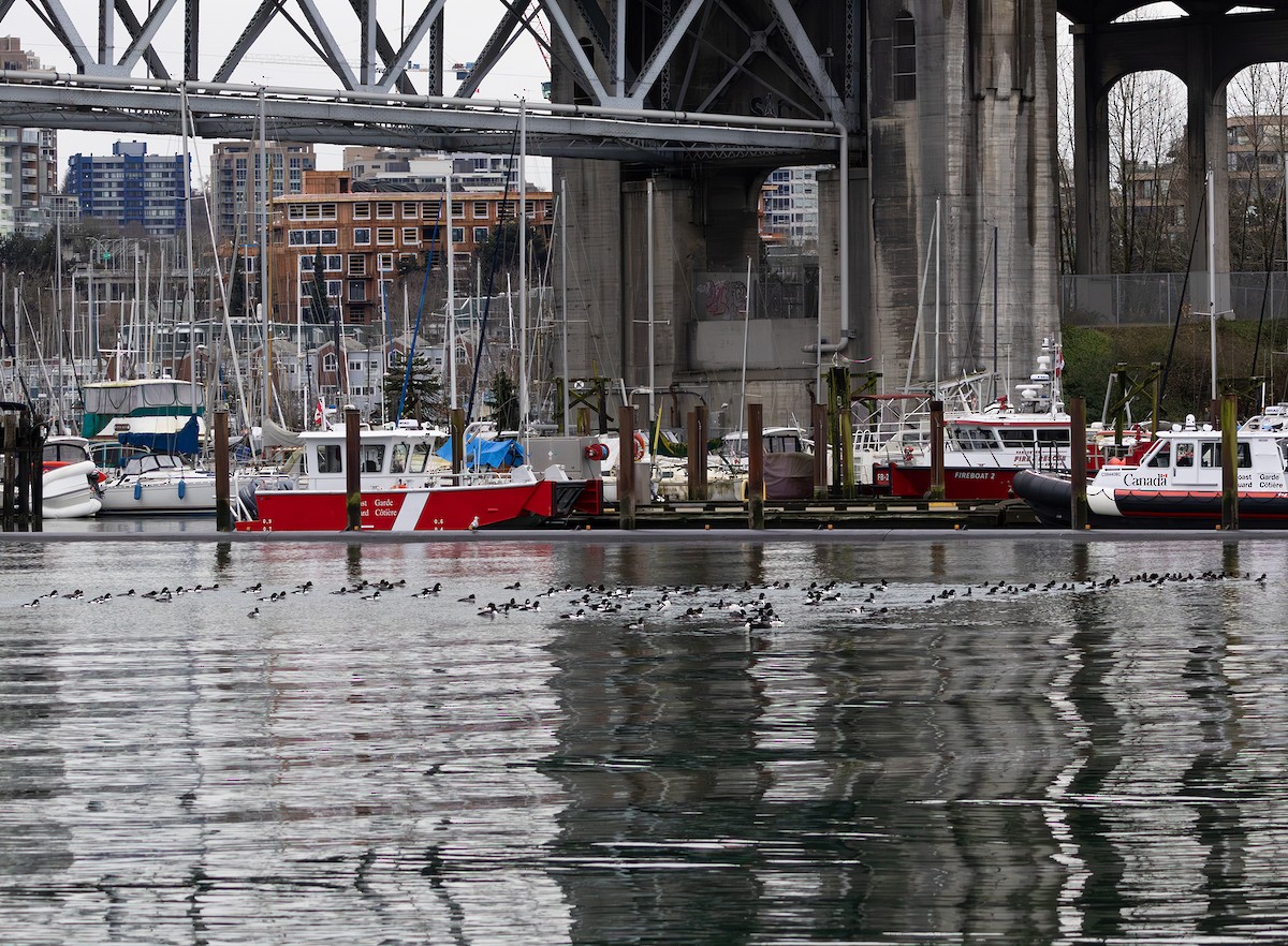 Barrow's Goldeneye - ML647588343