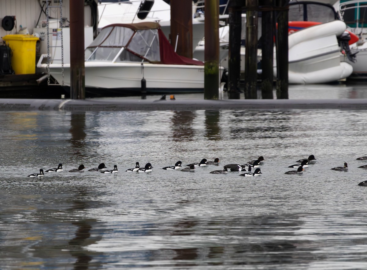Barrow's Goldeneye - ML647588346