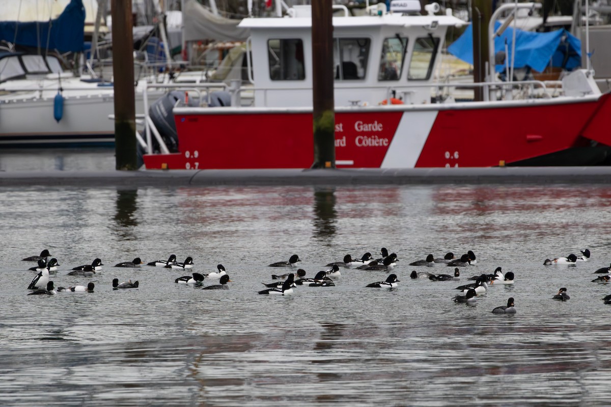 Barrow's Goldeneye - ML647588347