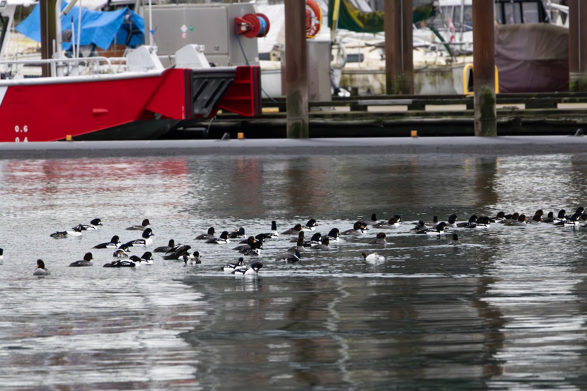 Barrow's Goldeneye - ML647588348