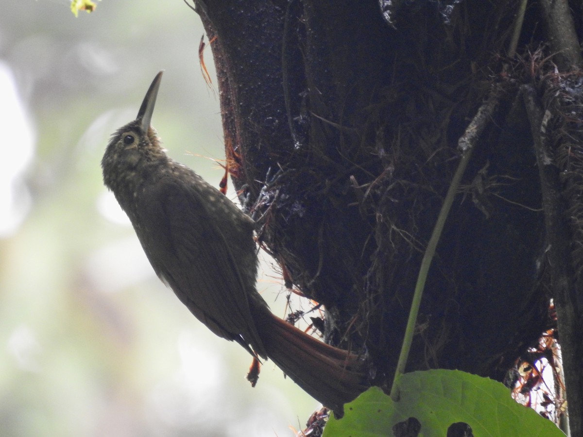Spotted Woodcreeper - ML647588351