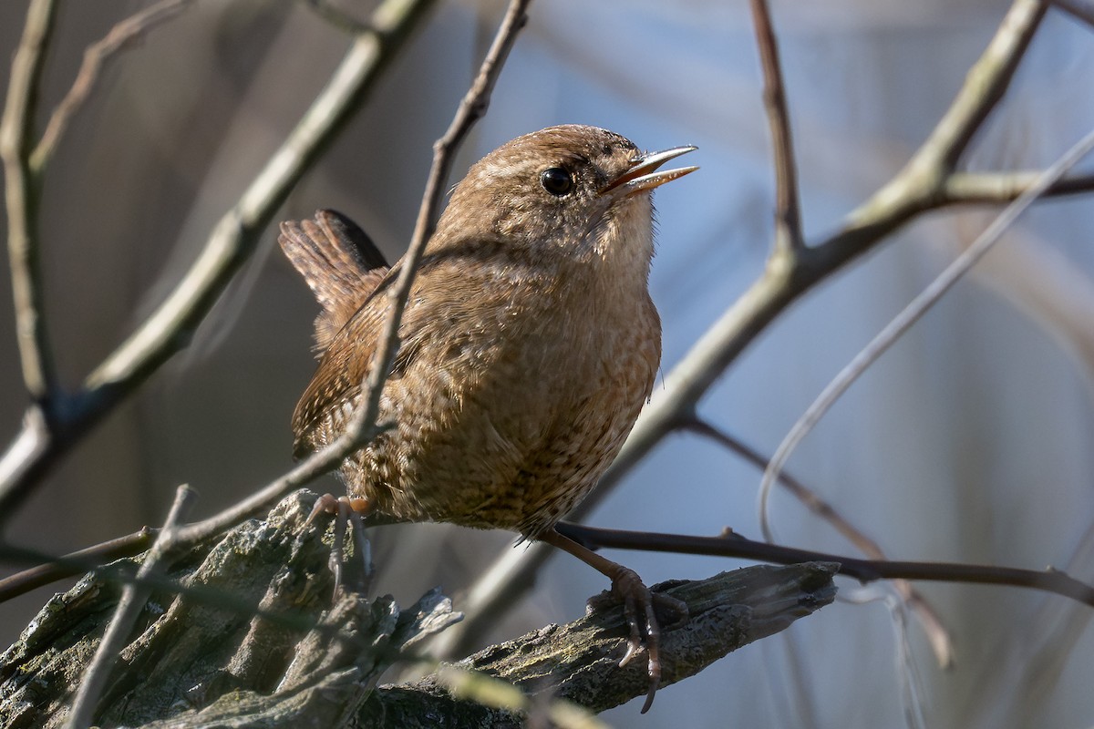 フユミソサザイ - ML647588354