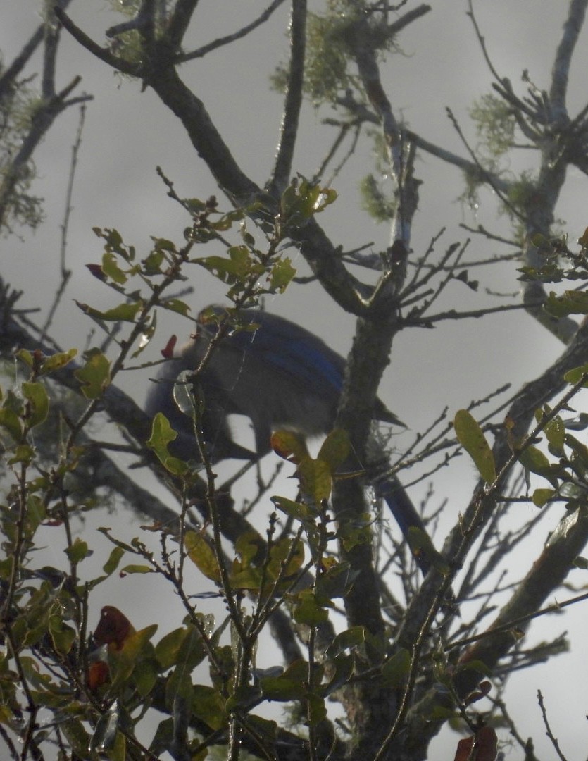 Florida Scrub-Jay - ML647588375