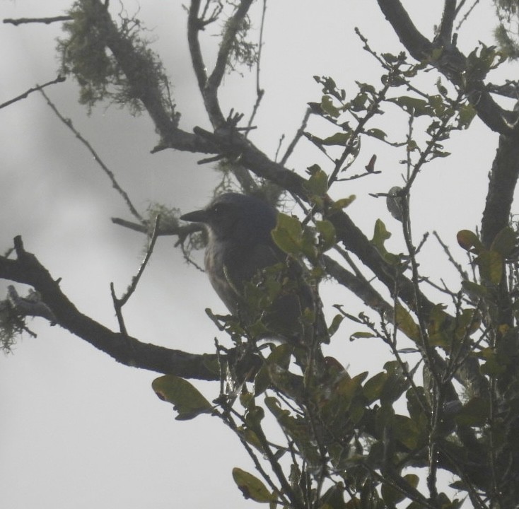 Florida Scrub-Jay - ML647588376
