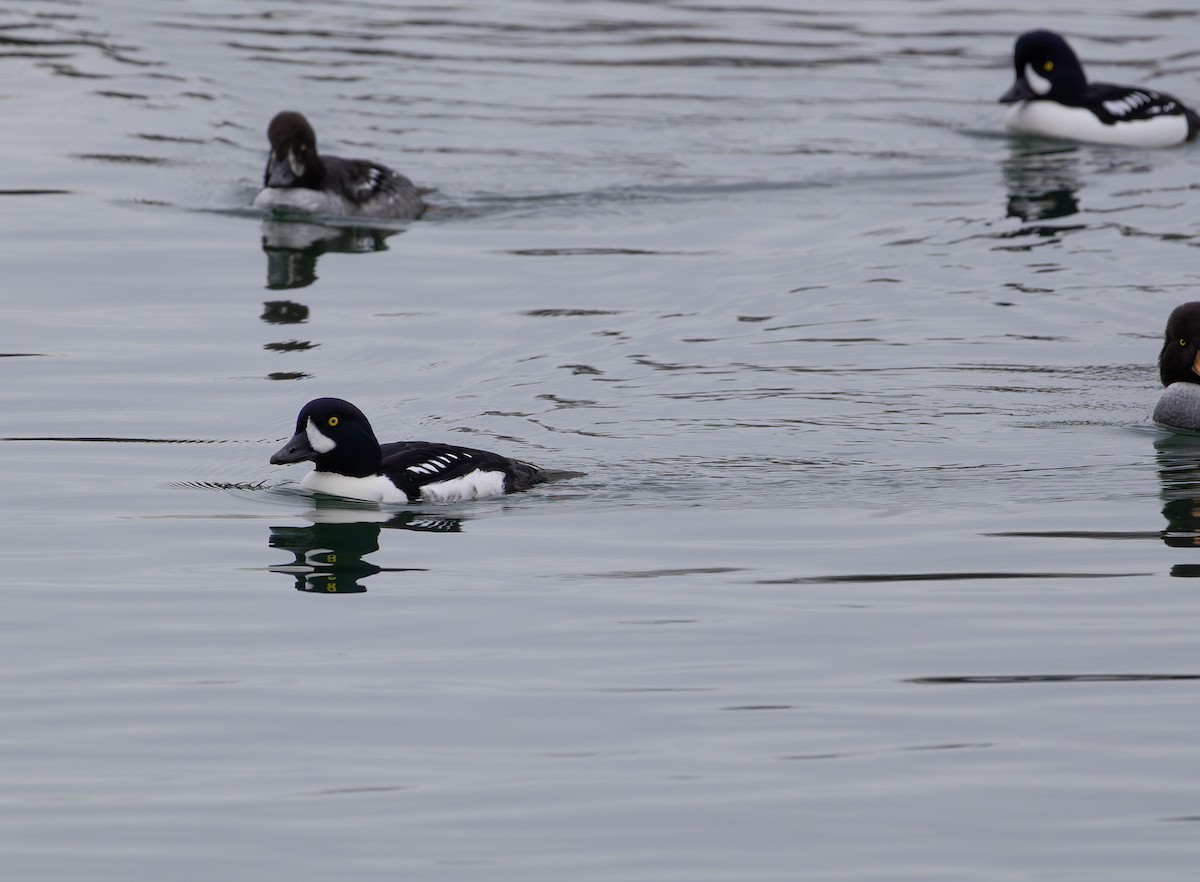 Barrow's Goldeneye - ML647588383