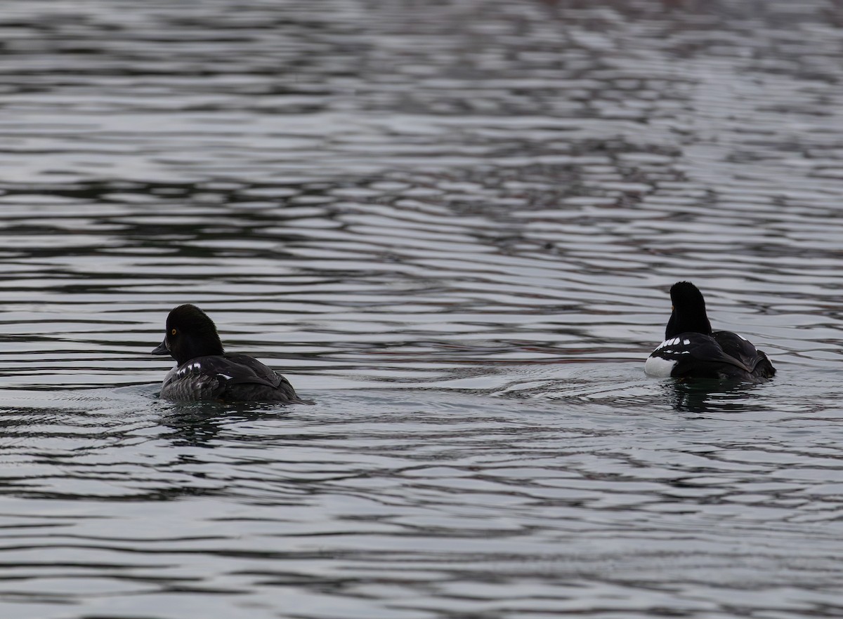 Barrow's Goldeneye - ML647588388