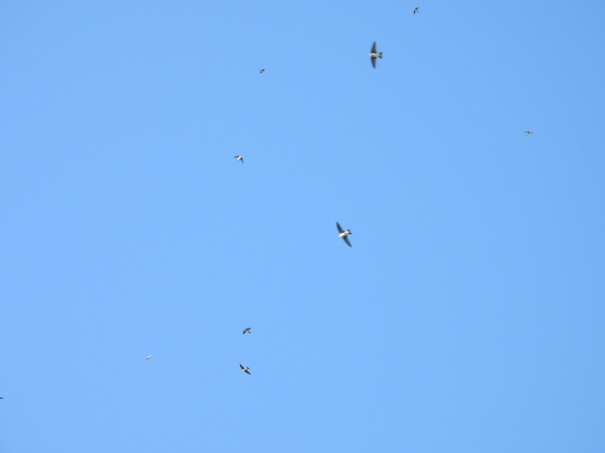 Tree Swallow - ML647588396