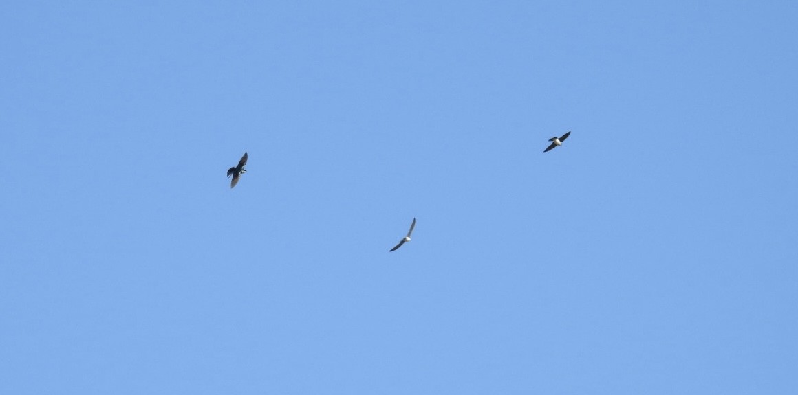 Tree Swallow - ML647588397