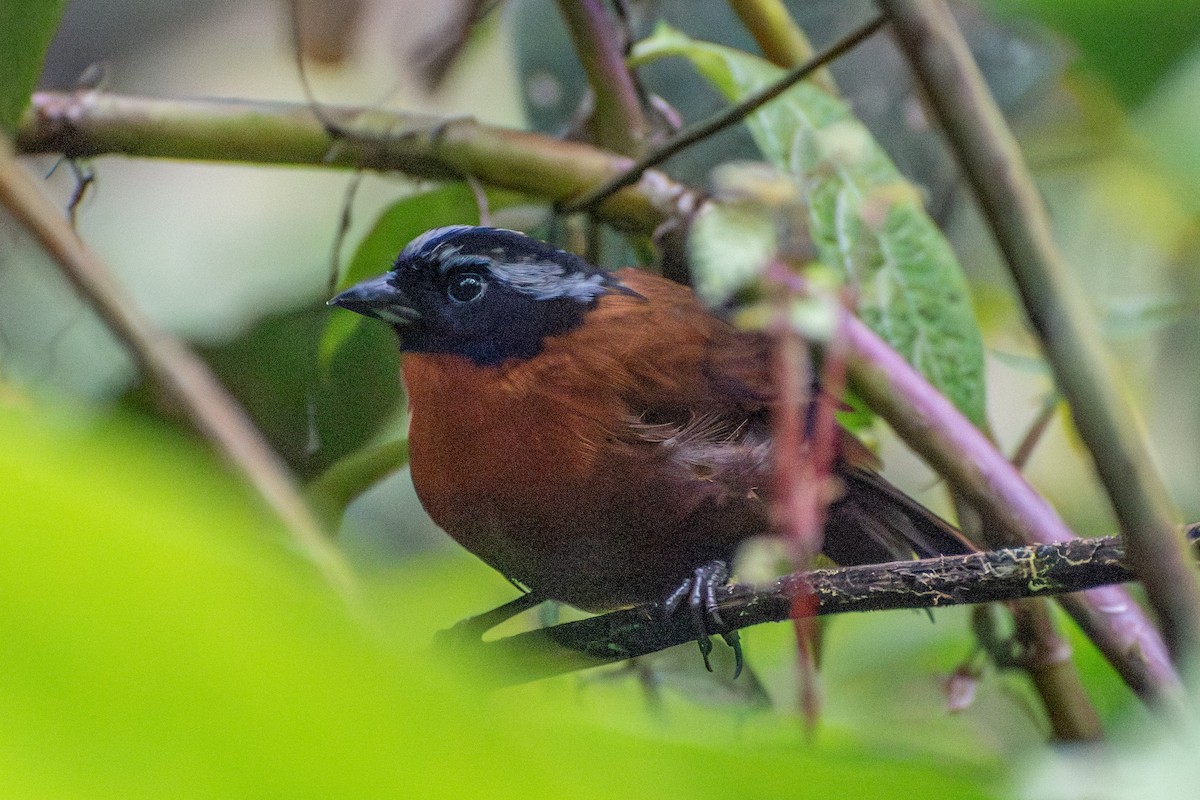 Tanager Finch - ML647588411